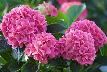 pink hydrangea blossoms