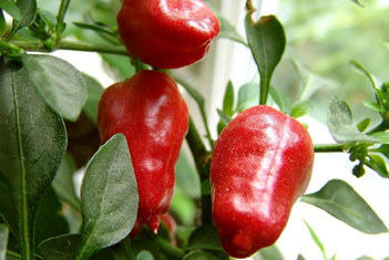 red pepper plant