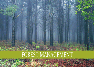 forest management entrance